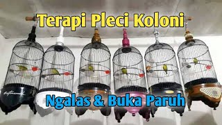Terapi Pleci Koloni || Simulasi Lomba Pleci || Terapi Pleci Ngalas || Masteran Pleci