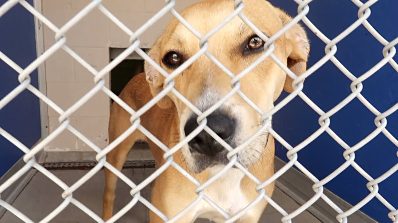 Making A Rescue Dog's Day puppy paradise