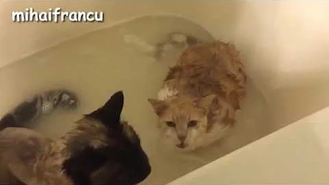 Watch the video about Cats Saying No to Bath A Funny Cats In Water Compilation