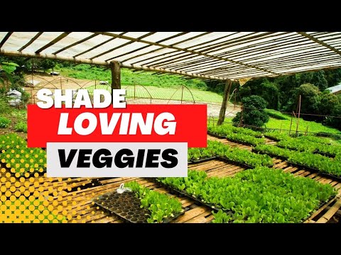 Video: Zone 3 Pflanzen für den Schatten: Tipps zum Anbau schattenliebender Pflanzen in k alten Klimazonen