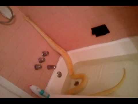 lizard skin grips My burmese taking a bath