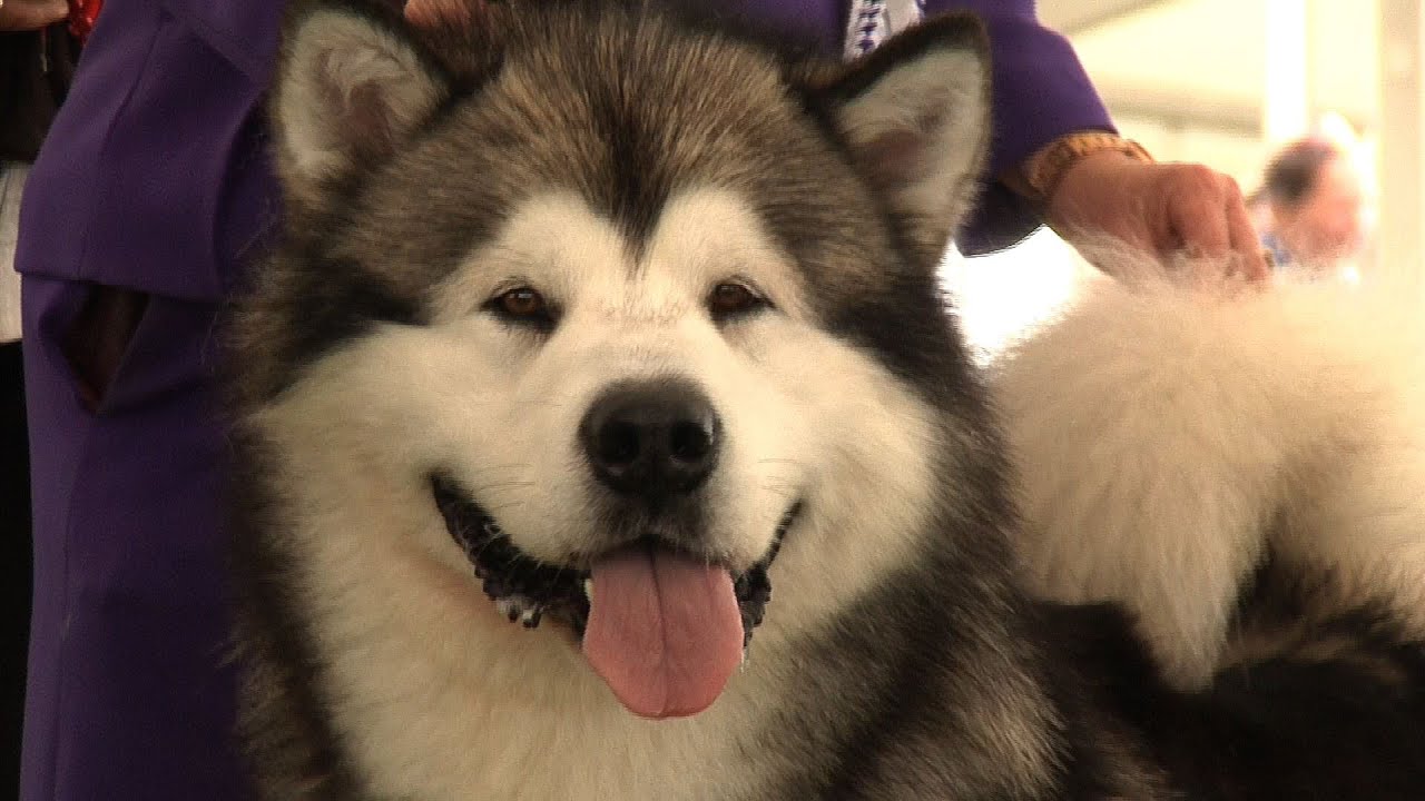 Windsor Championship Dog Show 2014 - Working group best in show imdb