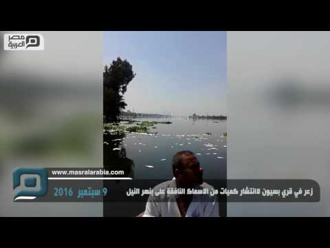 مصر العربية زعر في قري بسيون لانتشار كميات من الاسماك النافقة بنهر النيل