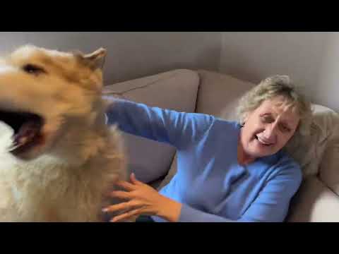 Grandma comes to visit again and the pack go crazy when they find her, even the cat too! Amelia doesn't want to share her Grandma and Phil gets so emotional as usual he cries. At the end we...