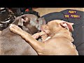 Pitbull Puppy Has To Hug Brother When He Sleeps! Absolutely Adorable To Watch!!