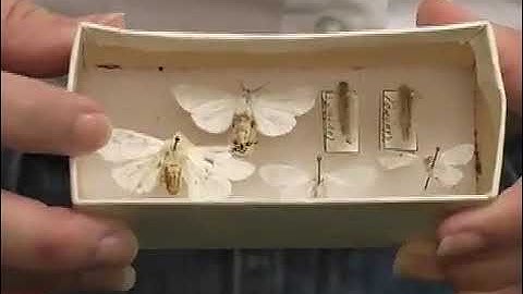 Insects: Fall Web Worm, 4-H Forestry