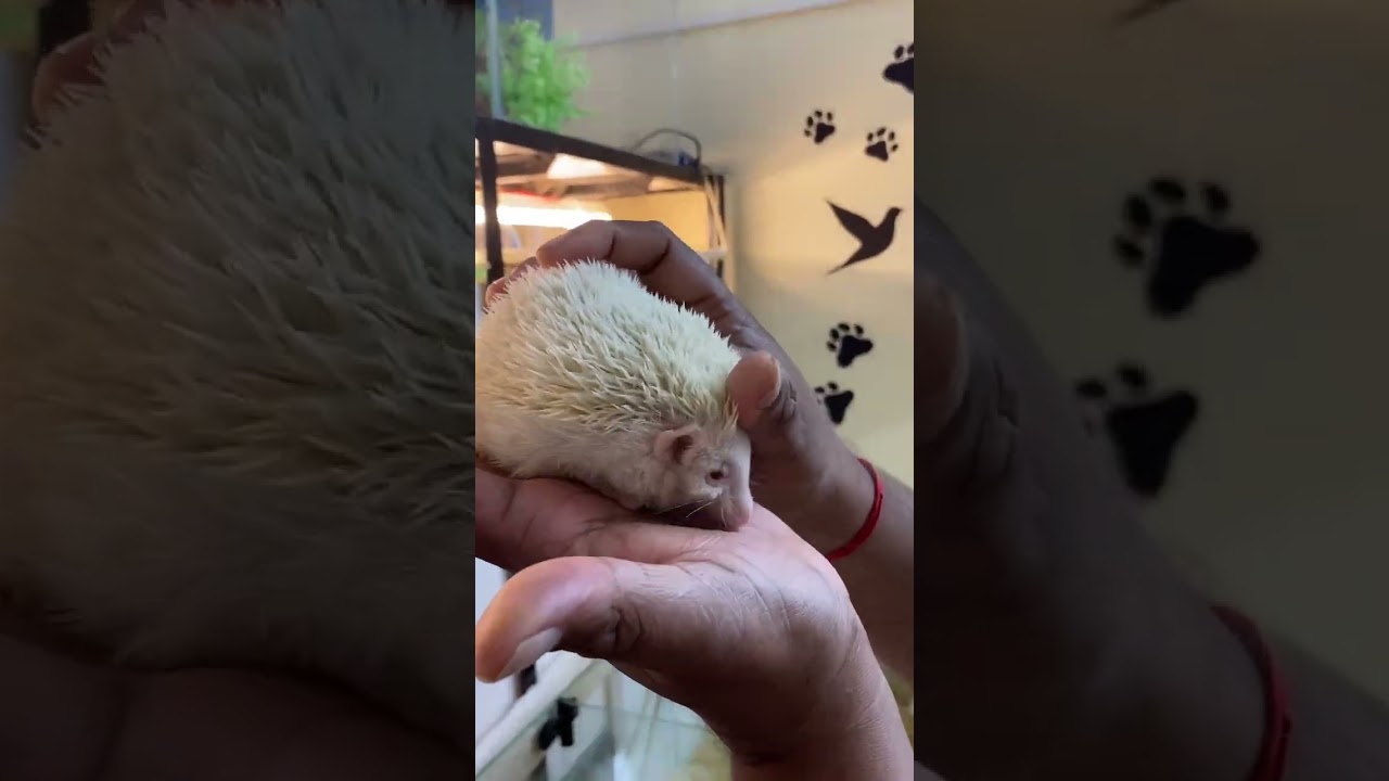 Albino Hedgehog baby 