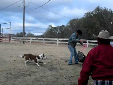 Turkey Roping Texas Turkey Roping - YouTube