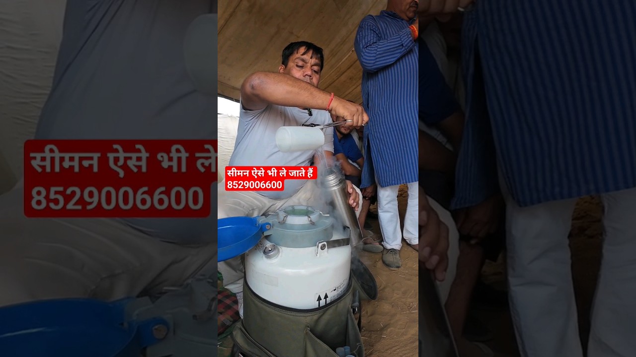 बजरंगी लिजवाना Murrah Bull का Original सीमन। 