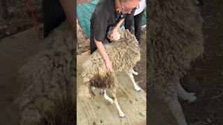 Old Boney Sheep Shearing