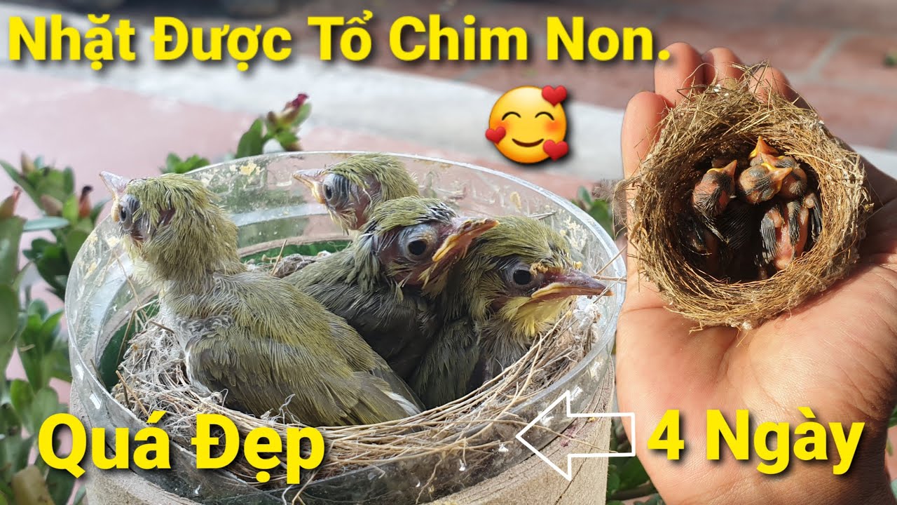 Bác Hàng Xóm Gọi Gấp Cứu Tổ Chim Non.Tin Vui Cá Cờ Lại Đẻ.Long Đen