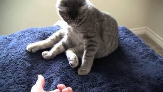 Kitten Learns to Give a Paw / お手を習う子猫 by JapaCana / ジャパカナ 54 views 8 years ago 40 seconds