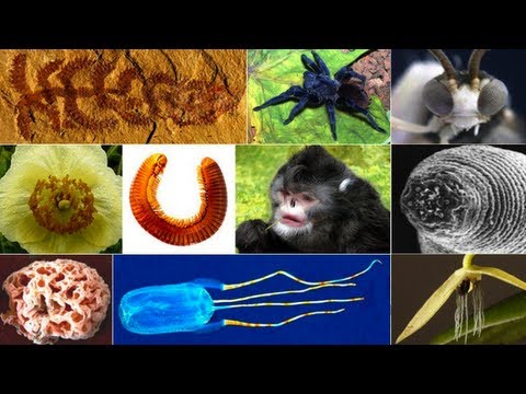 Top 10 New Species