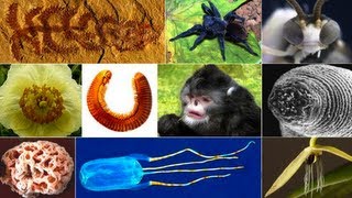 Top 10 New Species