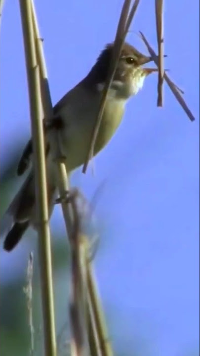 🔴Ngeri suaranya ! burung Ciblek luar negri