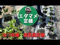 徒長しすぎたエダマメの定植しました【おつな姫】【エダマメ】【家庭菜園】
