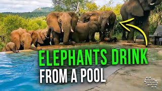 Gentle Breeding Herd of Elephants Drink Water From a Pool and Pick Marula From the Trees