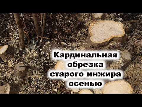 Кардинальная обрезка старого инжира осенью. Старые побеги - на дрова, молодые побеги - на урожай