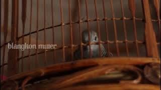 PANCINGAN SUARA PERKUTUT LOKAL GACOR  SUBUH