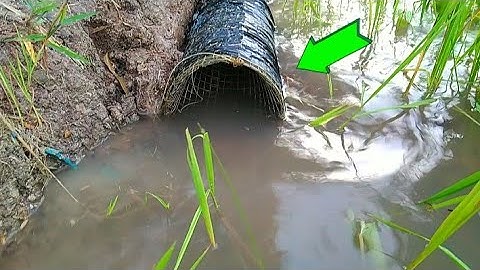 Đặt Lợp Ếch Khi Nước Lũ Mới Lên Đồng Vô Ếch Khủng/Út Miền Tây