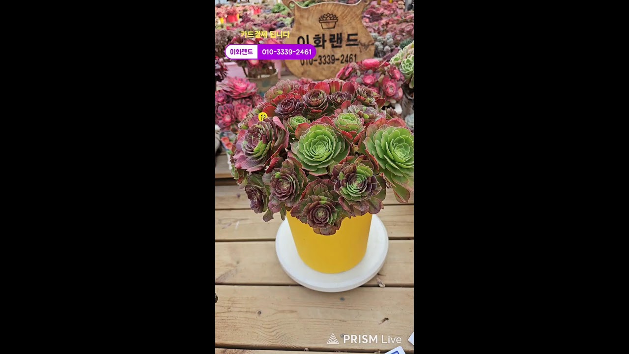 다남다육 (이화랜드) 라이브 스트리밍 중010-3339-2461문자주세요. 인천계양구이화동258-1