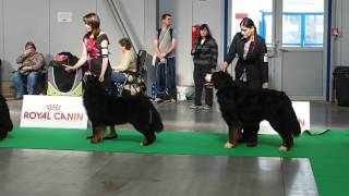 Mvp Prague Expo Dog 16.4.2017 - Společný Běh