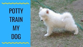 How Do I Potty Train My Samoyed