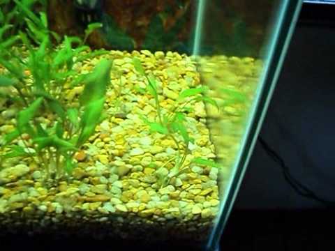Cryptocoryne Lutea - YouTube