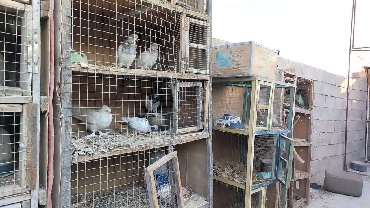 الايك والاشتراك حلقه بلا عنوان الوناسه فقط اليوم الأربعاء 2025/9/17   