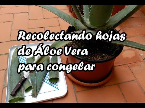 die blaue agave fotos Agave American Blue Century Plant, Agave Americana main image 1