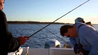 Today's catch Bluefish May 10 2011