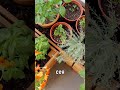 Как да живеем в хармония с природата? #балкон #градина #botanika #gardening