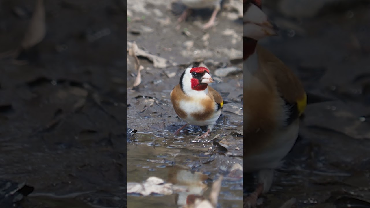 The European goldfinch, Carduelis carduelis 