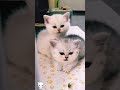 Sepasang Kucing 🐈 Lucu funny Cat #catlover #cat #kucing #funny