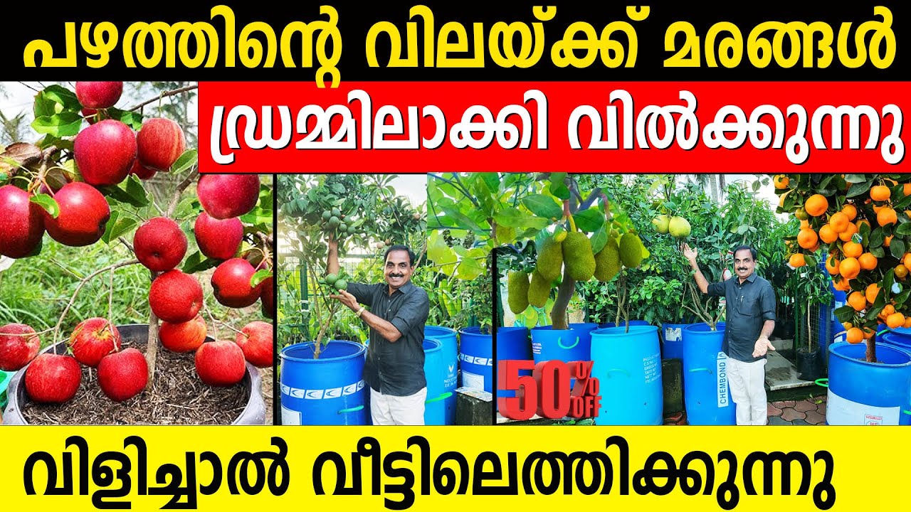 പഴത്തിന്റെ വിലയ്ക്ക് കായ്ച്ച മരങ്ങൾ ഡ്രമ്മിലാക്കി വീട്ടിലെത്തിക്കുന്നു | exotic plants