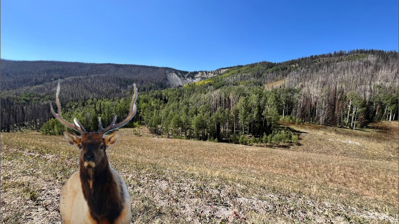 Elk Hunting Colorado Day 2