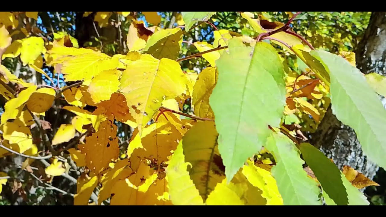 Potensic atom 2 / Date : 14.10.2025 -Autumn