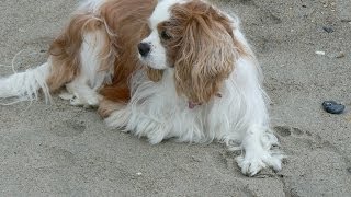 The Story of Ella Grace, a GCCR Puppy Mill Rescue