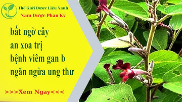 bất ngờ cây an xoa điều trị bệnh viêm gan b, ngăn ngừa ung thư