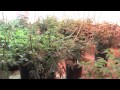 Plant Diagnostics