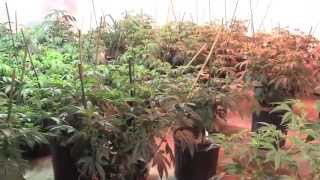 Plant Diagnostics