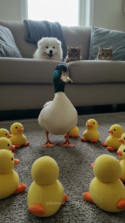Duck Teacher in Class… Cats and Dog Paying Attention