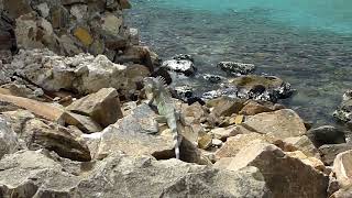 20100209 134118 Netherlands Bonaire