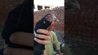 Thaigulwi Murgi Malik Chita 
