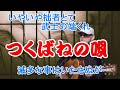 つくばねの唄 (あのねのね)