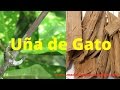 LA UÑA DE GATO –PROSTATITIS, CISTITIS, SINUSITIS, TUMORES CANCEROSOS