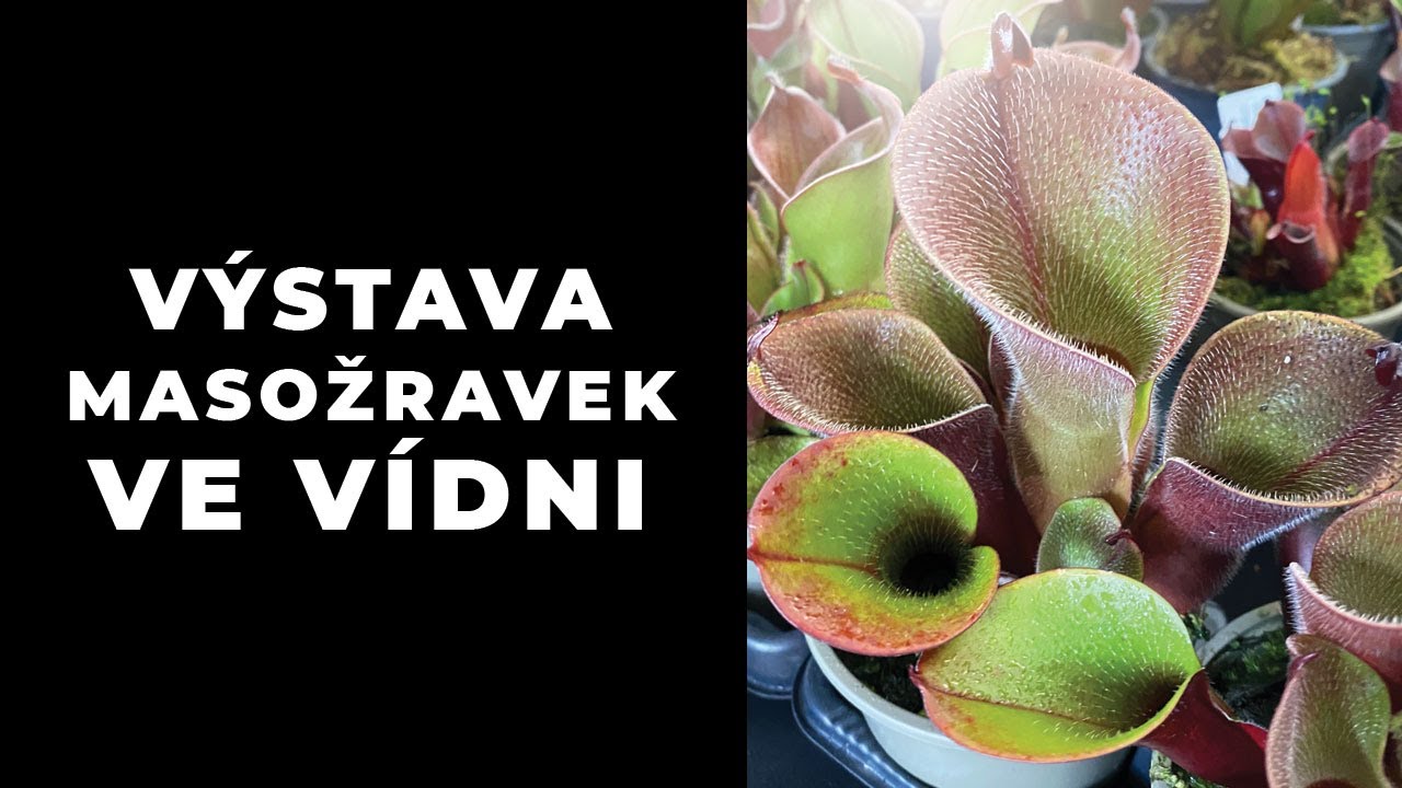 Výstava masožravek ve Vídni - ICPS Conference 2024