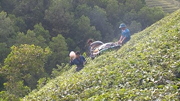 Yên Lập đưa chè trở thành mũi nhọn phát triển kinh tế