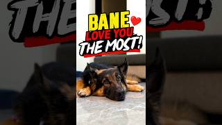 A Special Message for the Prettiest Person I Know ❤️🐾#funny #cute #dogsofyoutube #gsd