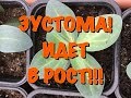 БЕШЕНЫЙ РОСТ ЭУСТОМЫ! УРА!! ЭКСПЕРИМЕНТ УДАЛСЯ!!!